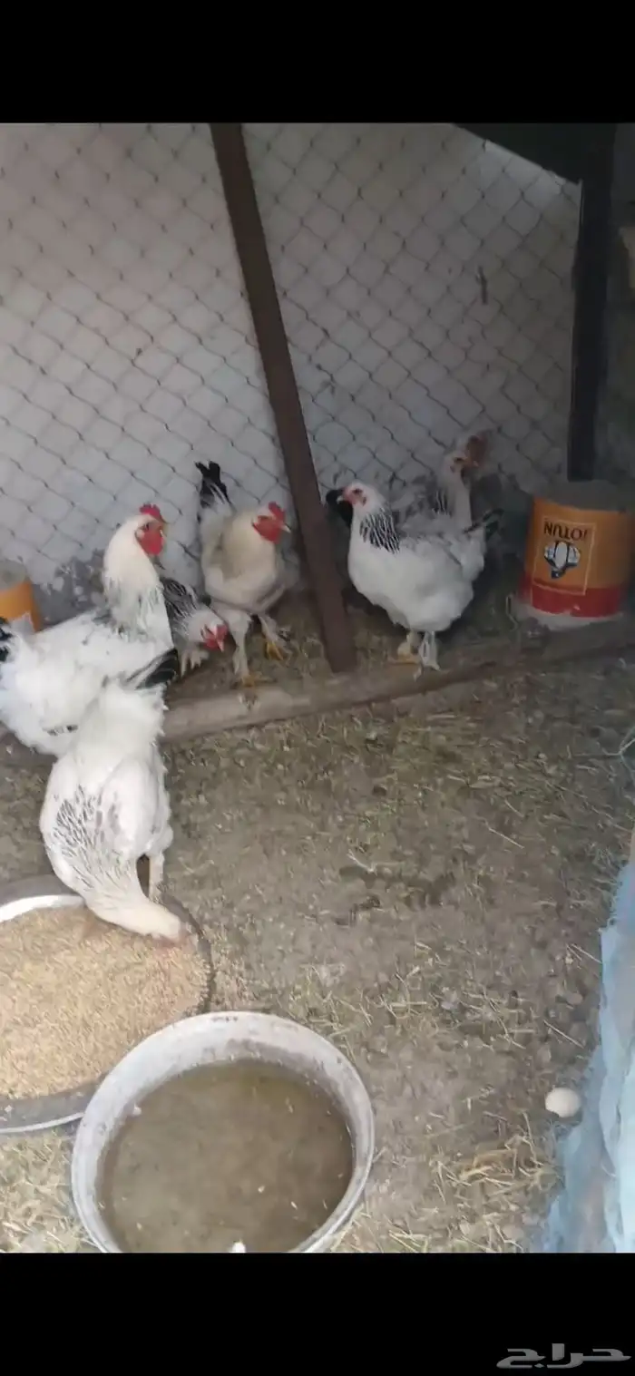 دجاج براهما العدد 7 1