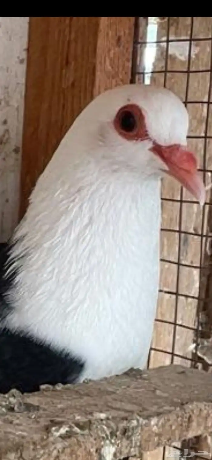 جوز رعبي تركيب جديد 5