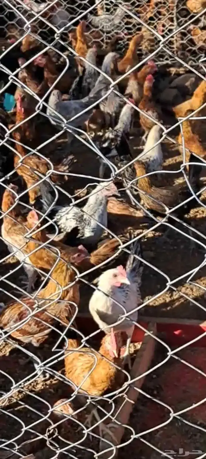 دجاج وديوك فوق 4 شهور الحبة 15 ريال 2