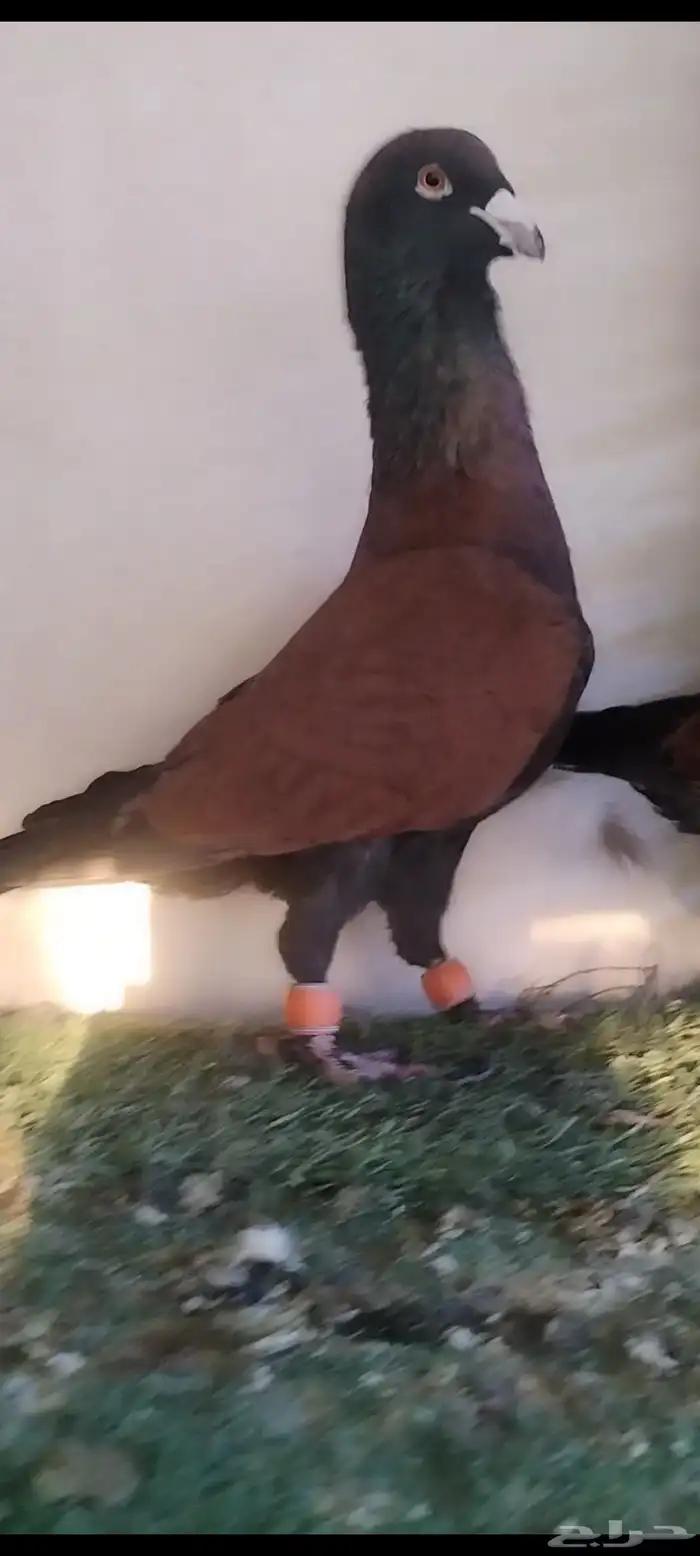 حمام شامي قرنفلي مازوني نخب 3