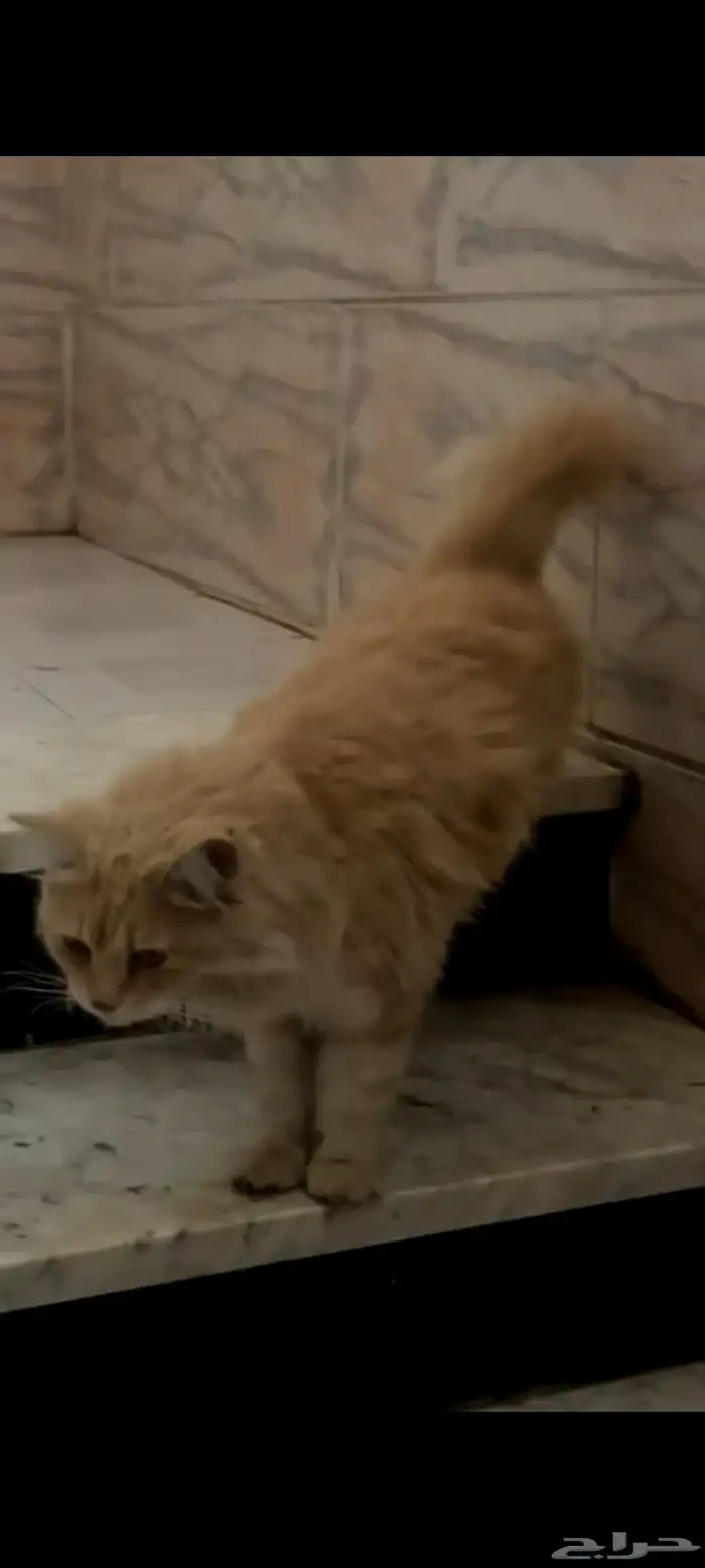 قطة للتبني 1