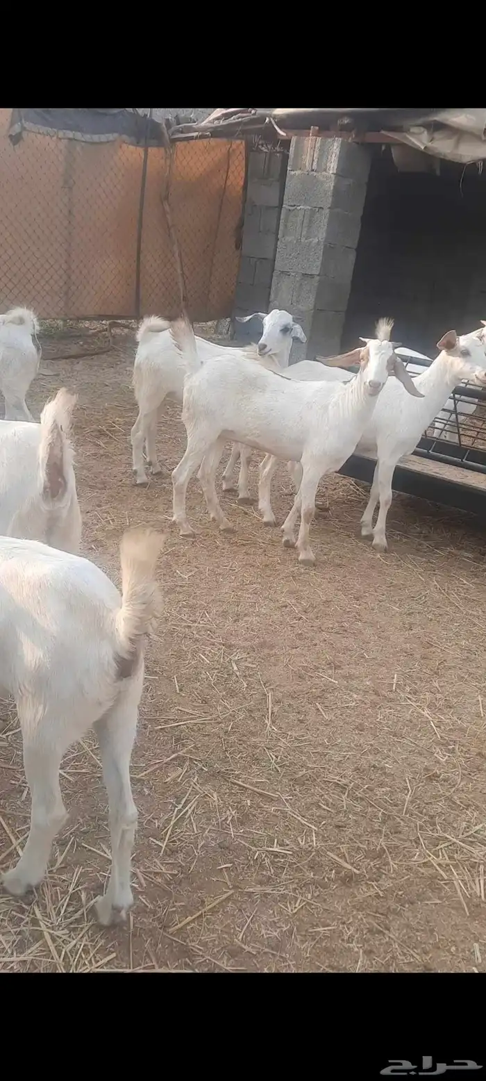 تسع جفار طيب 0