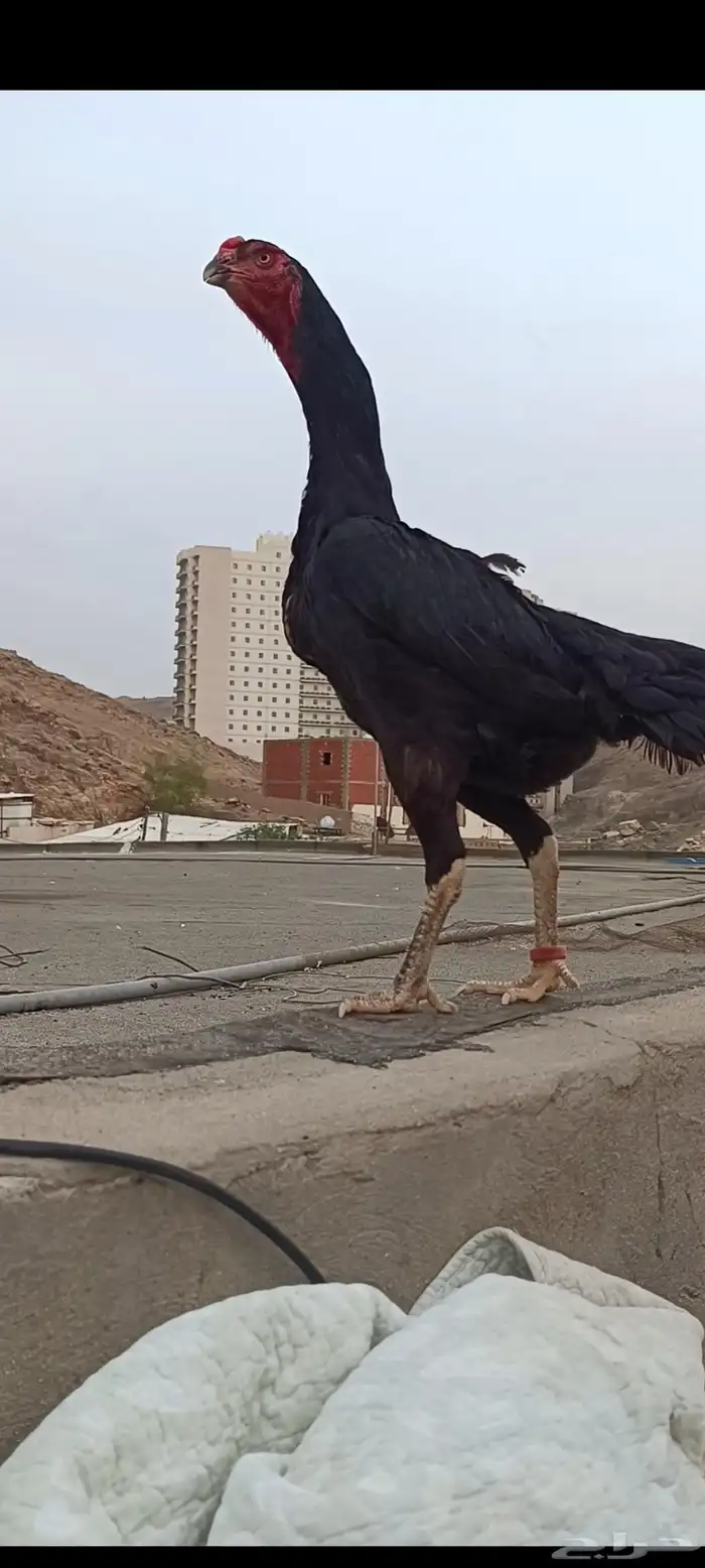 العبيد جاء الشامو الماني هزاز 4