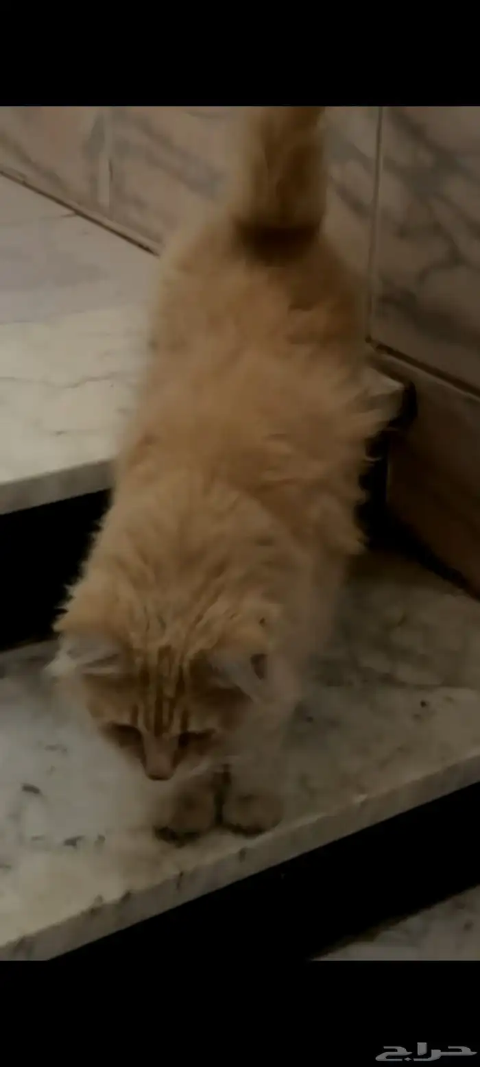 قطة للتبني 2