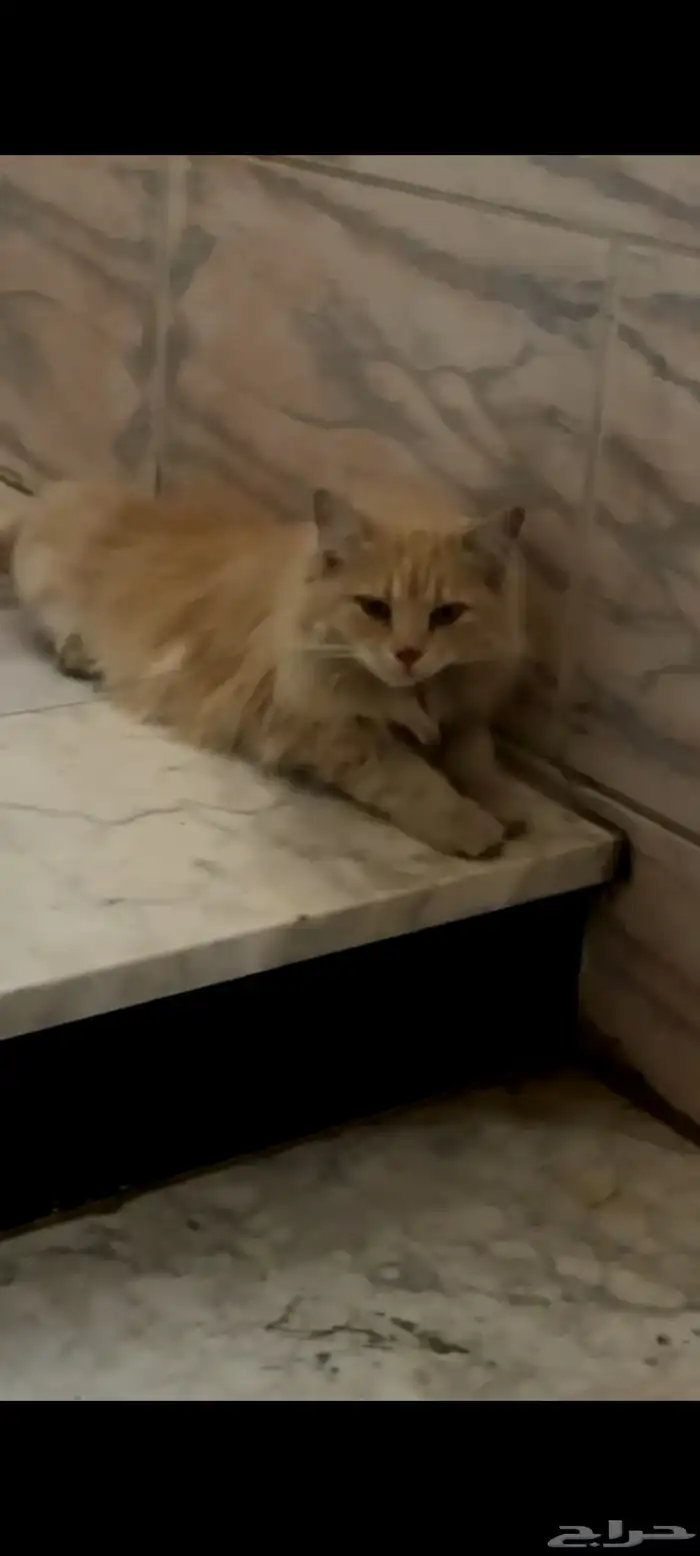 قطة للتبني 0