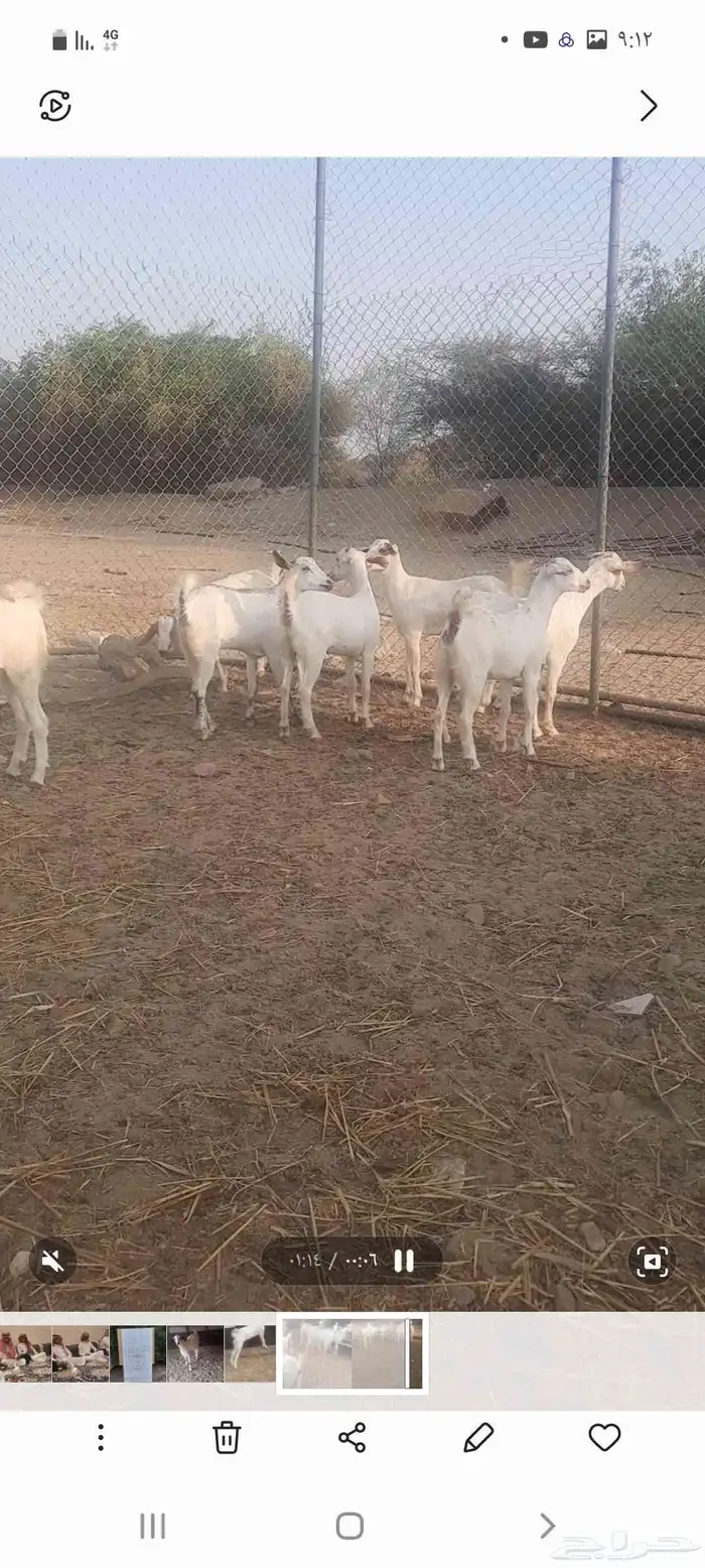 تسع جفار طيب 2