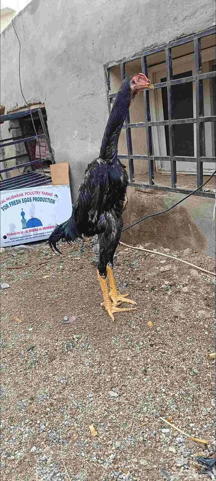 العبيد جاء الشامو الماني هزاز 1