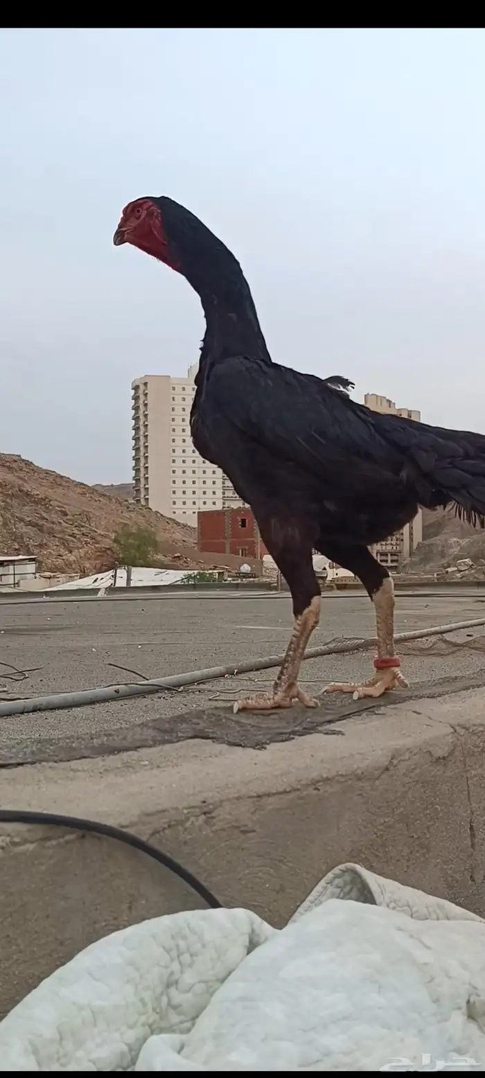 العبيد جاء الشامو الماني هزاز 5