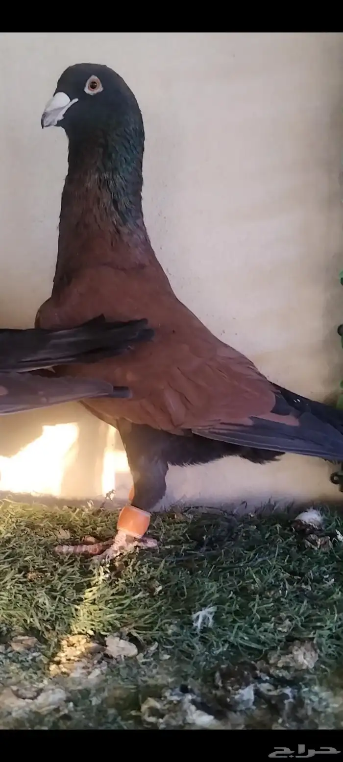 حمام شامي قرنفلي مازوني نخب 0