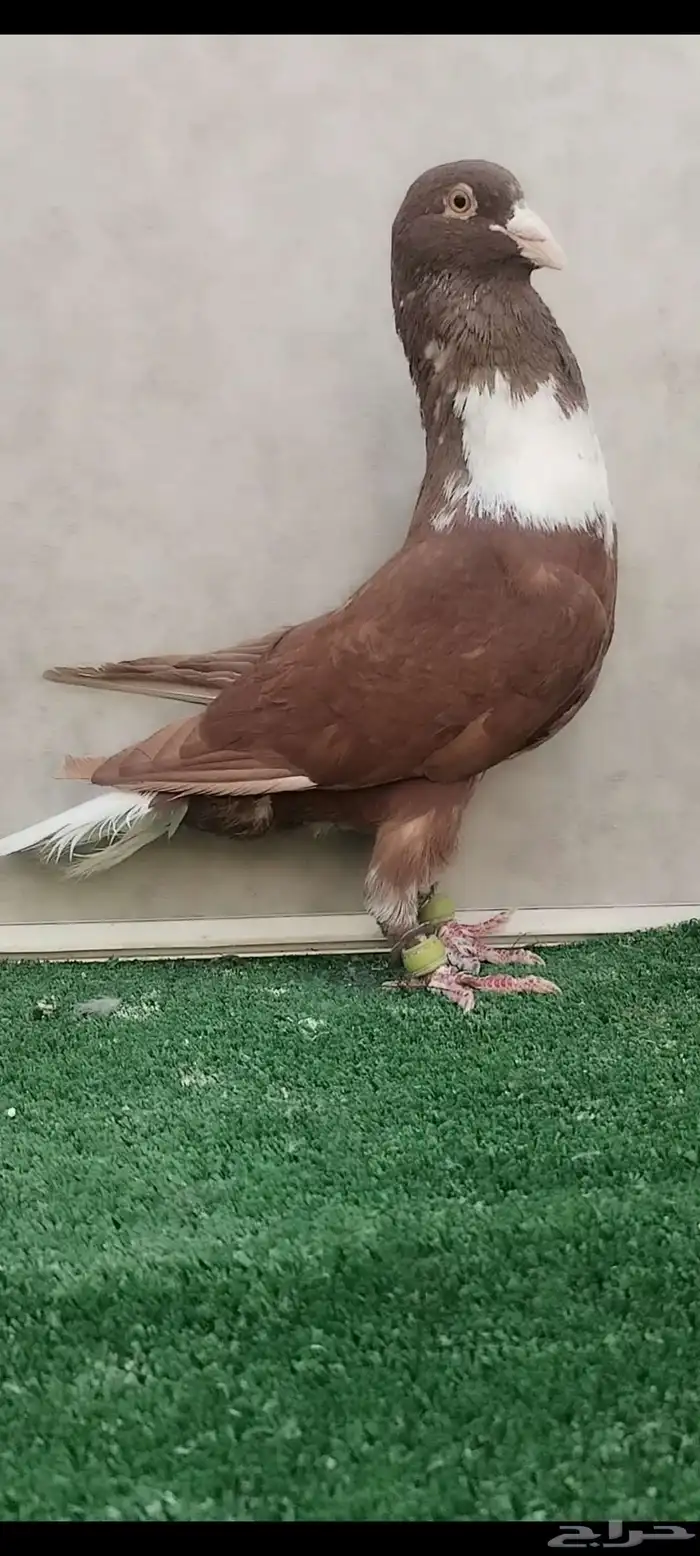 حمام شامي قرنفلي مازوني نخب 8