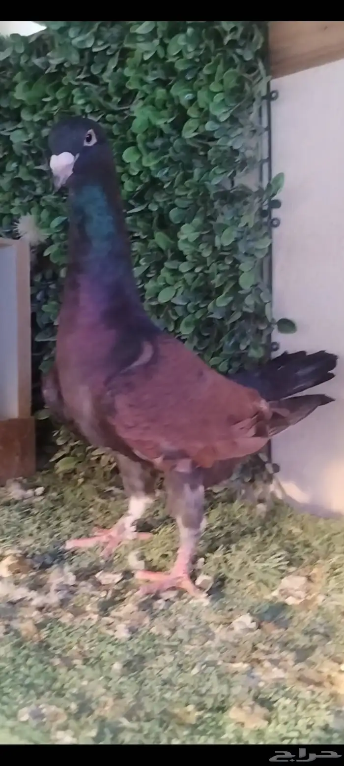 حمام شامي قرنفلي مازوني نخب 2