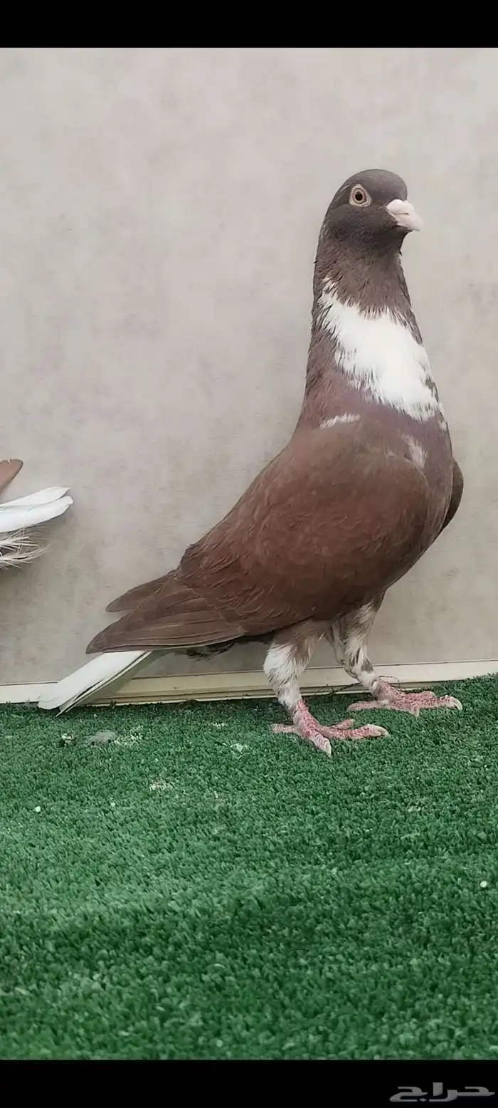 حمام شامي قرنفلي مازوني نخب 7