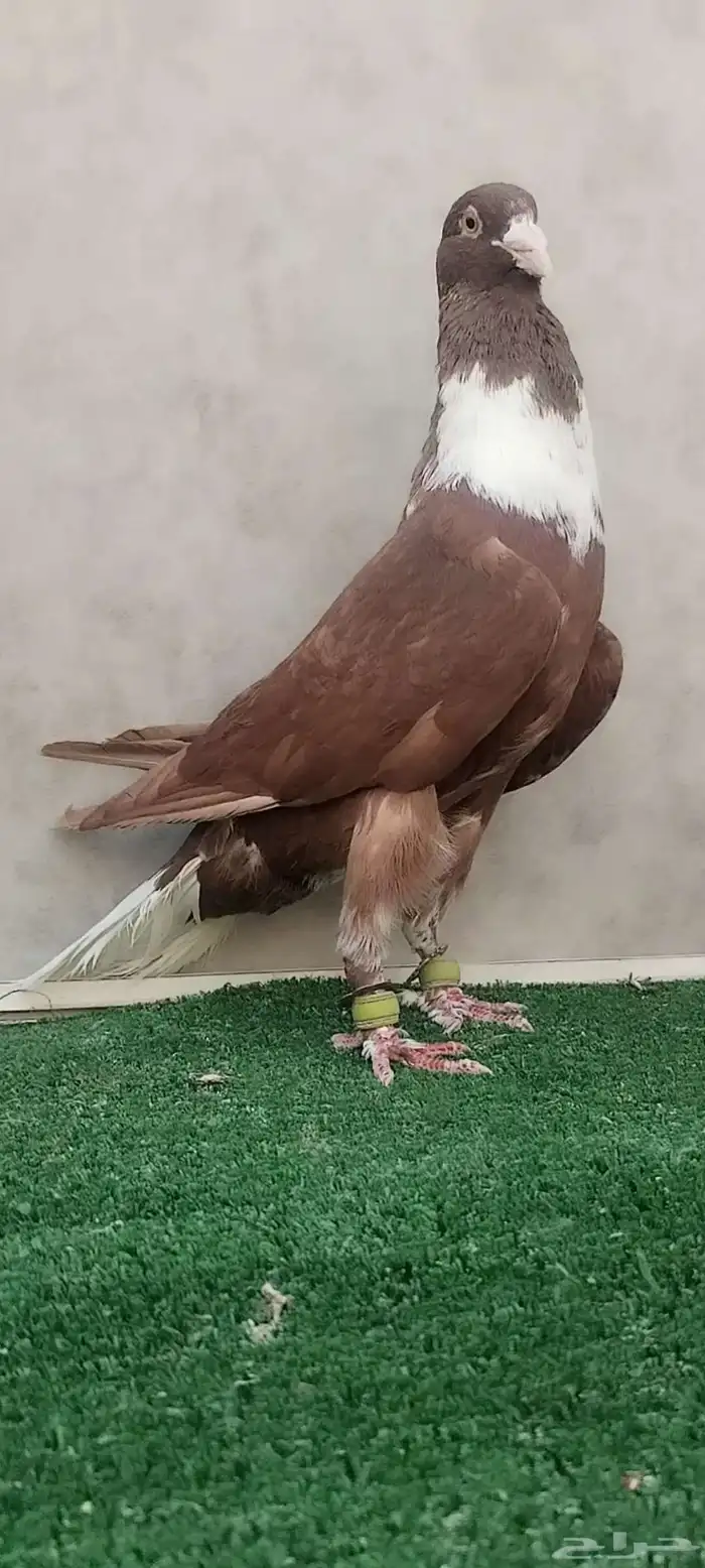 حمام شامي قرنفلي مازوني نخب 5