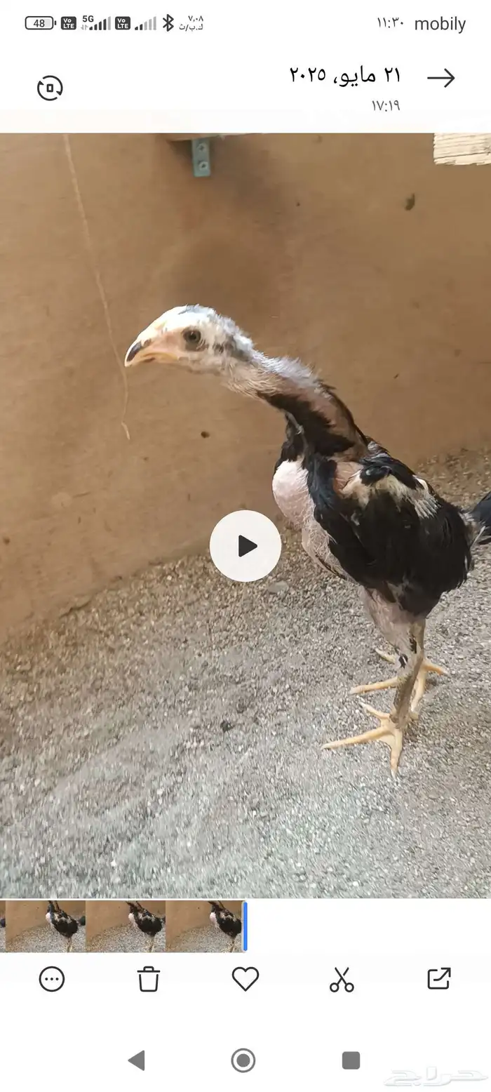 العبيد جاء الشامو الماني هزاز 2