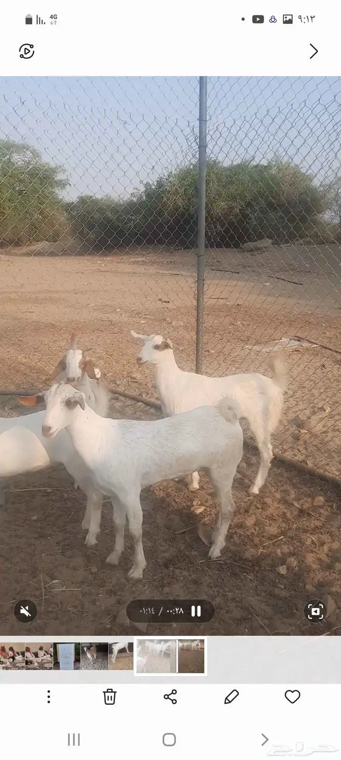 تسع جفار طيب 1