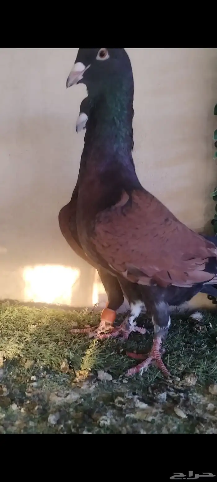 حمام شامي قرنفلي مازوني نخب 1