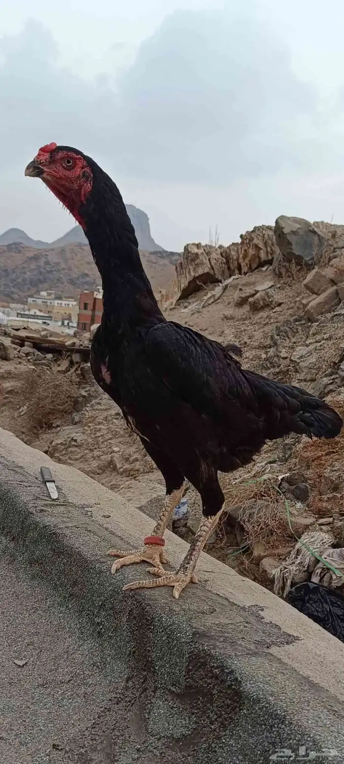 العبيد جاء الشامو الماني هزاز 3