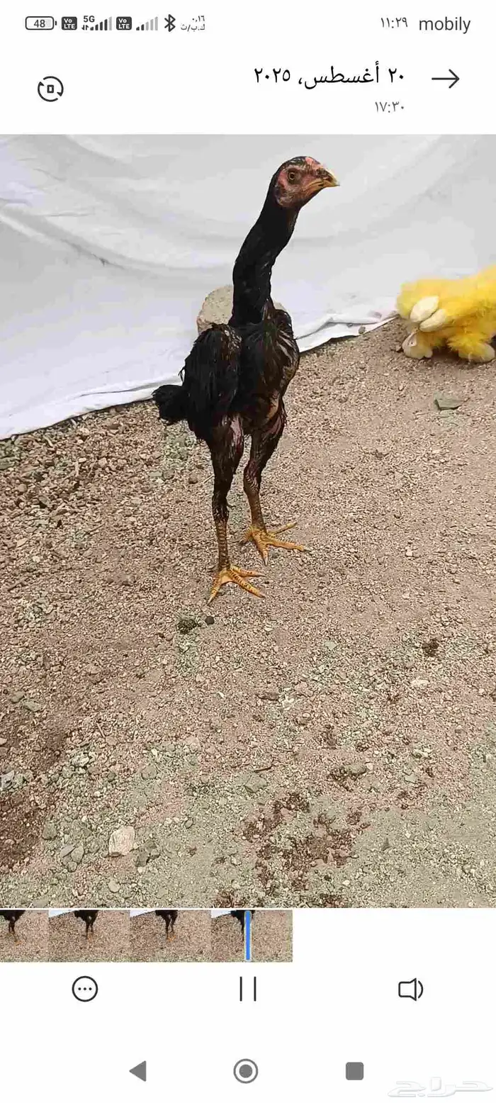 العبيد جاء الشامو الماني هزاز 0