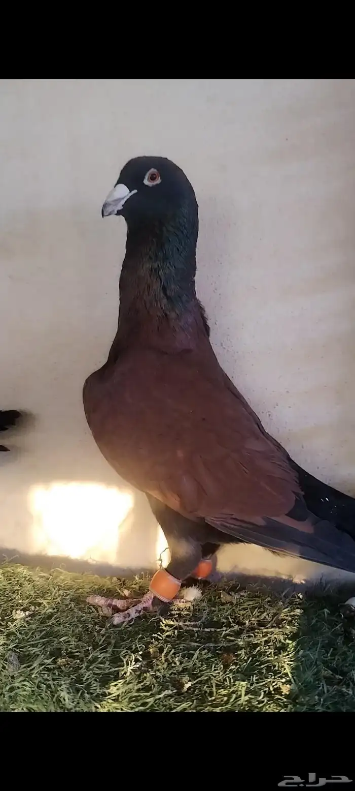 حمام شامي قرنفلي مازوني نخب 4