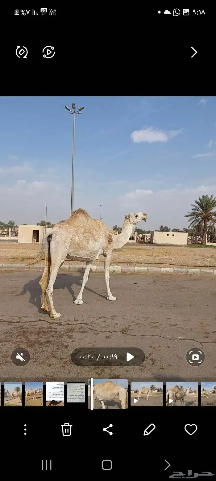 ناقه علي ضراب 0