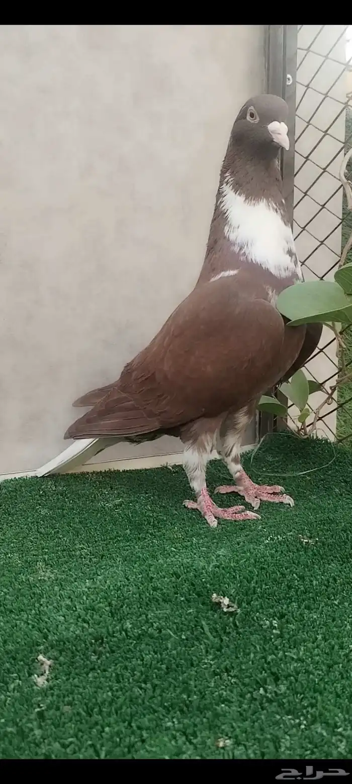 حمام شامي قرنفلي مازوني نخب 6