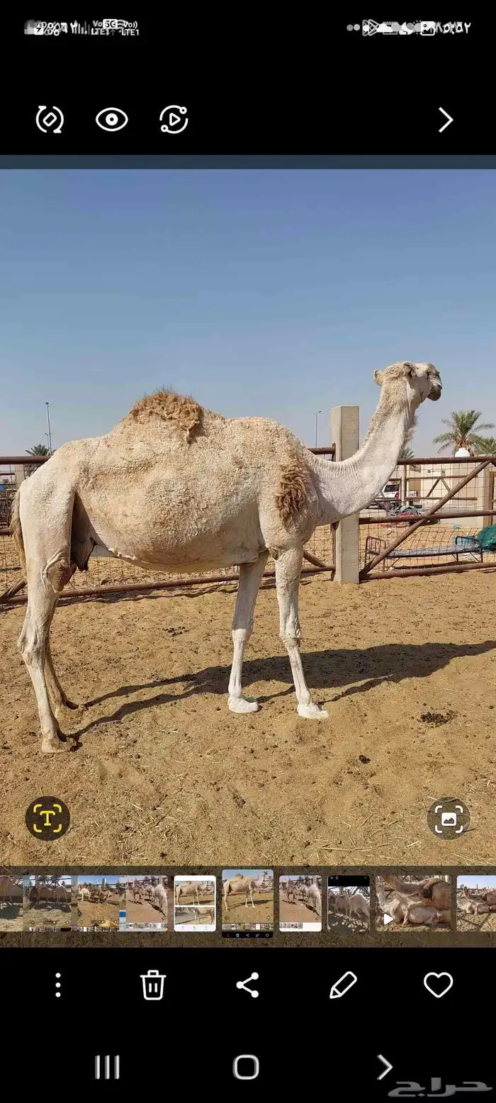 ناقه علي ضراب 1