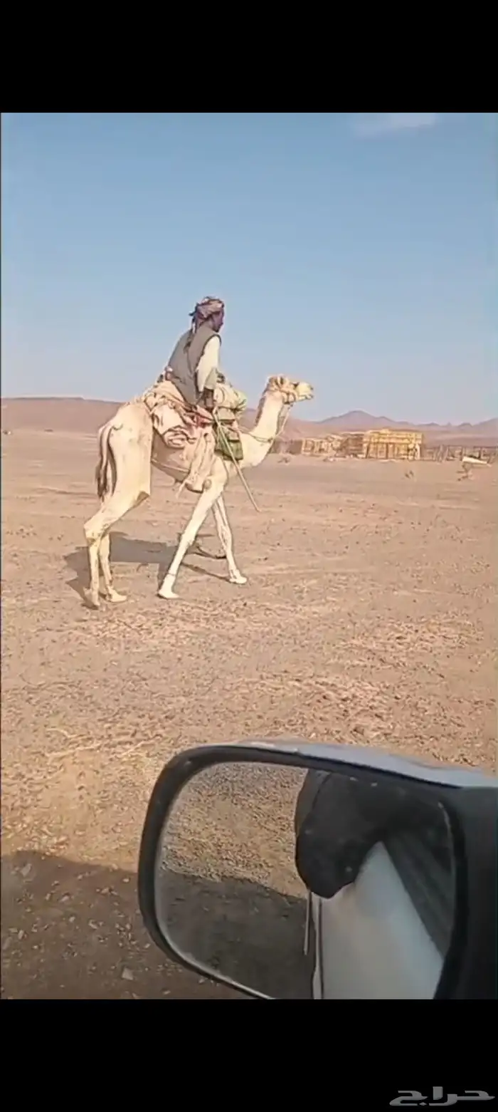 ركبي طوع جذع للبيع مشروط 0