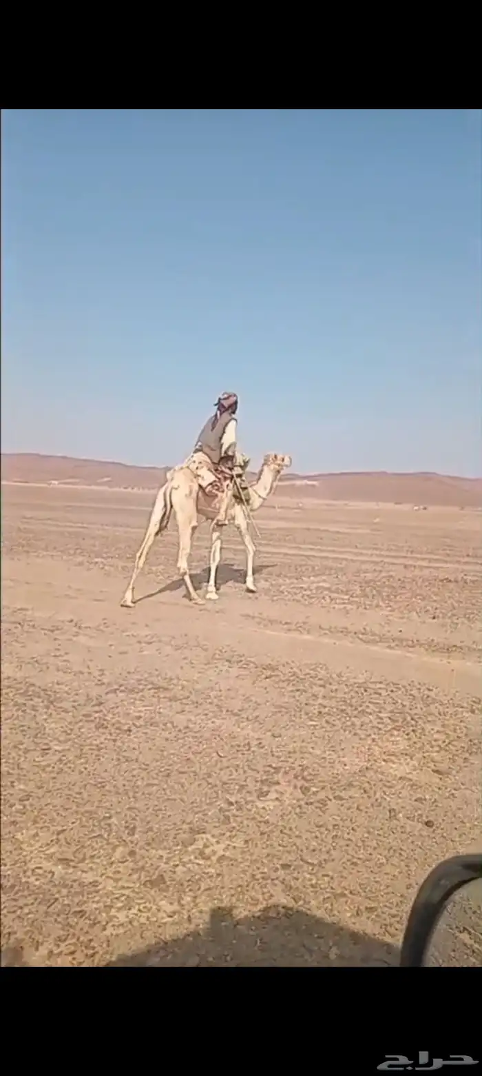 ركبي طوع جذع للبيع مشروط 1