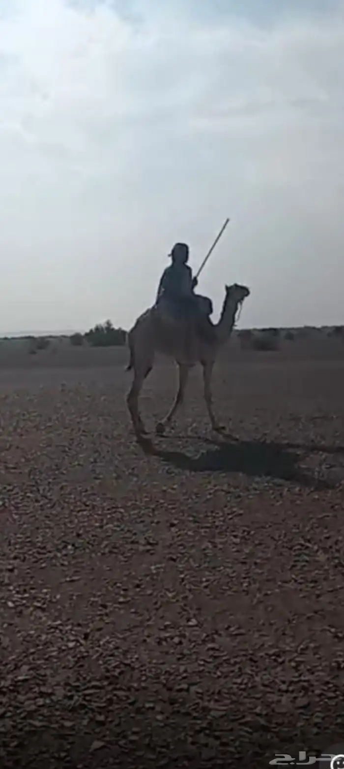 ركبي طوع جذع للبيع مشروط 2