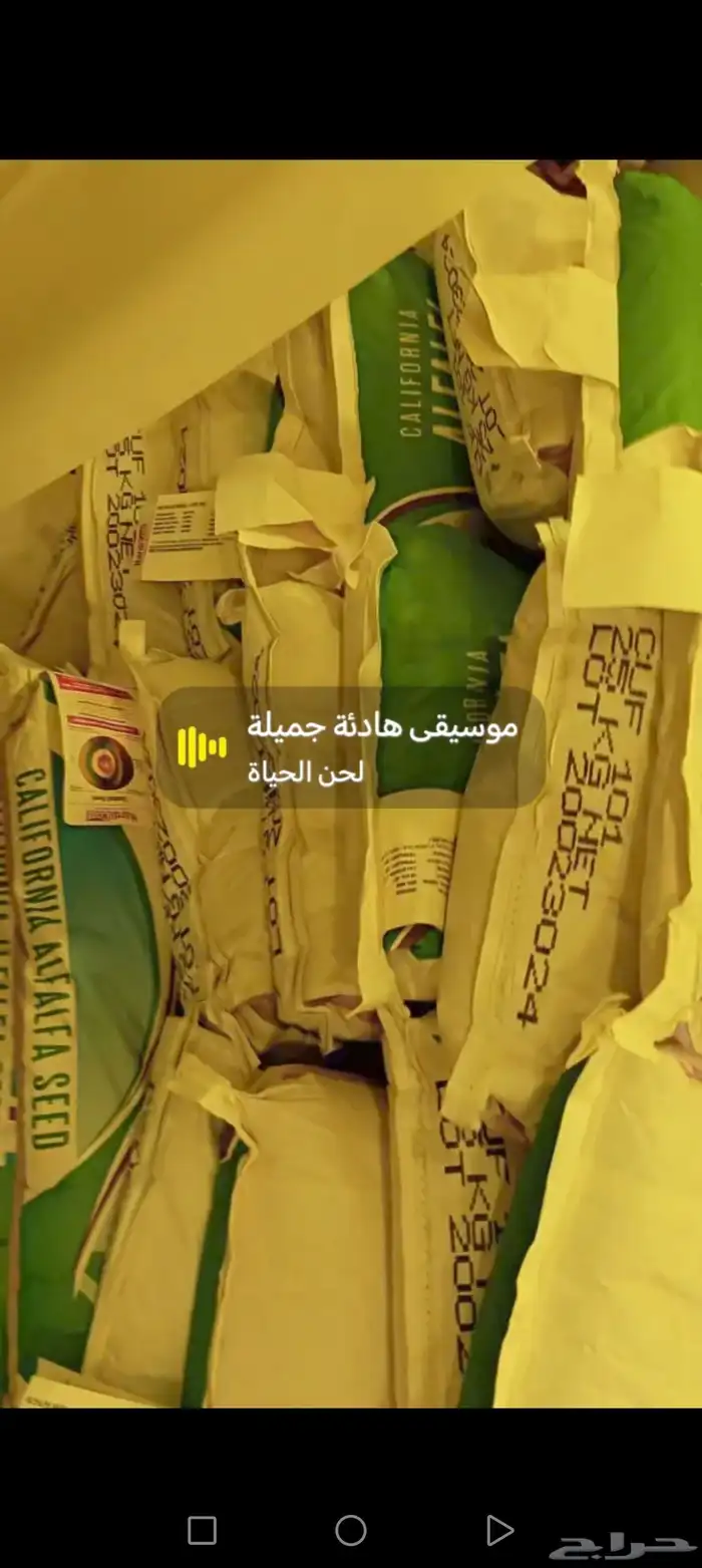 بزر برسيم أميركي 25 كيس 0