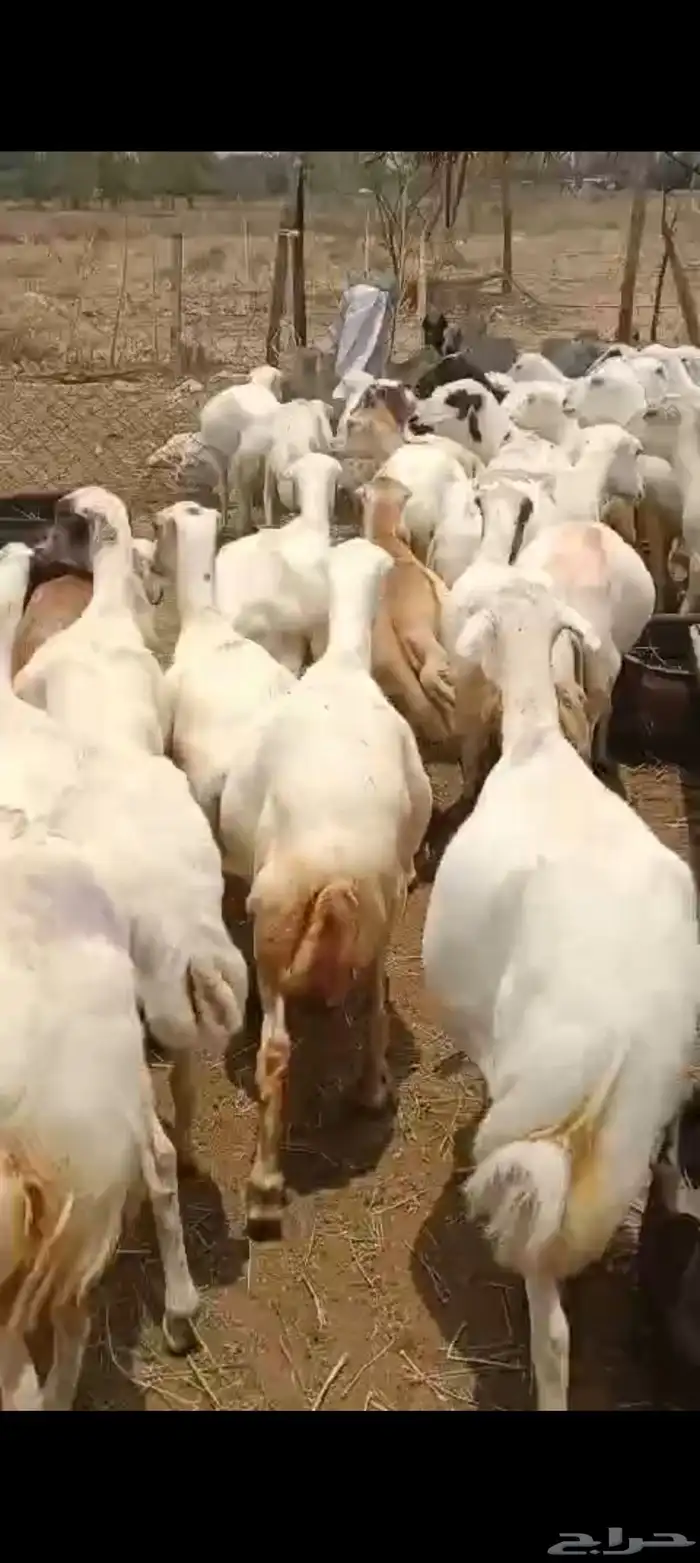 ضأن رفيدي قرايب دفيع علا الشرط سنها ثني ربع سديس ديودها سليه 0