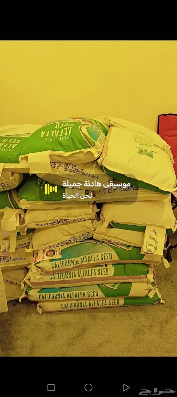 بزر برسيم أميركي 25 كيس 2