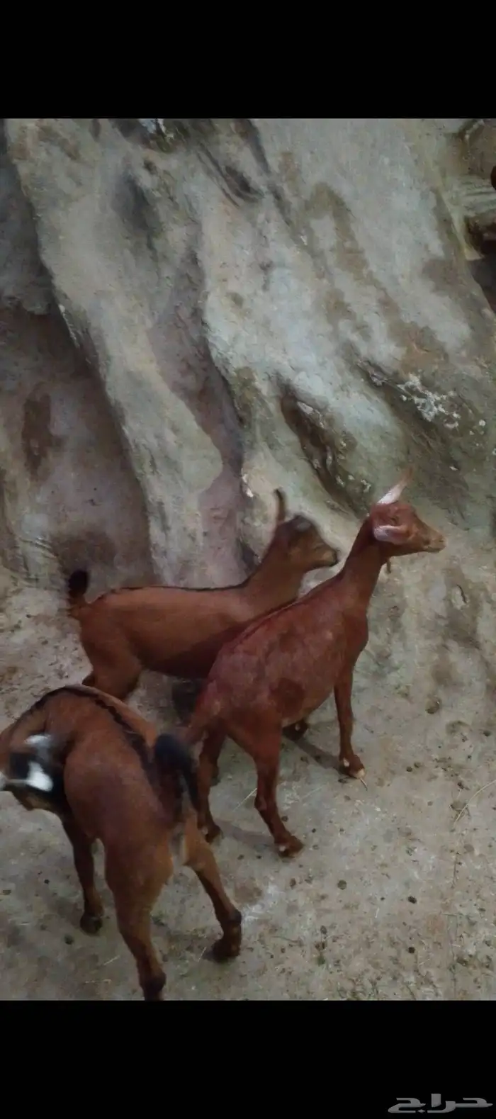 للبيع 3 تيوس و2 عنوق دهم الموقع الداير 1