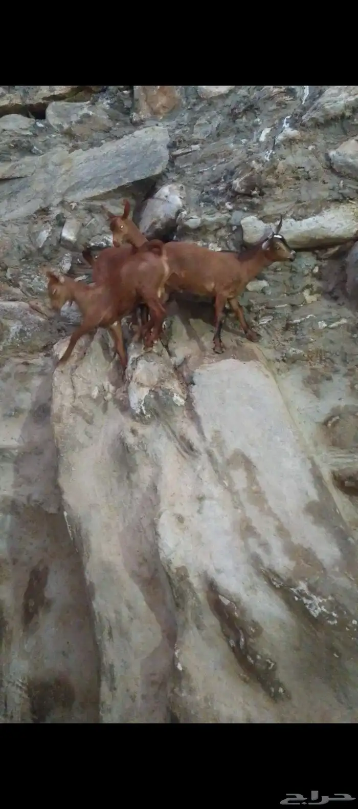 للبيع 3 تيوس و2 عنوق دهم الموقع الداير 3