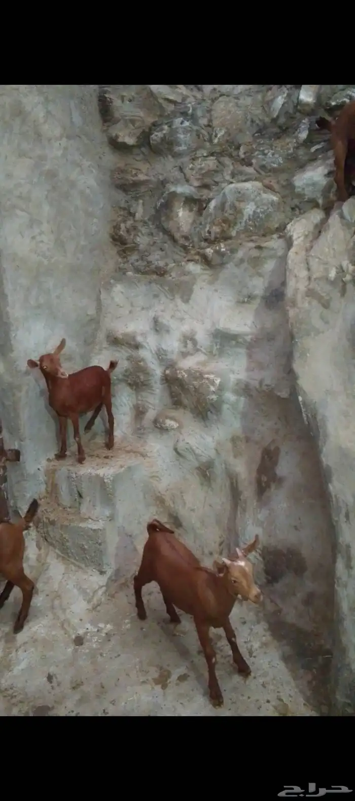 للبيع 3 تيوس و2 عنوق دهم الموقع الداير 2