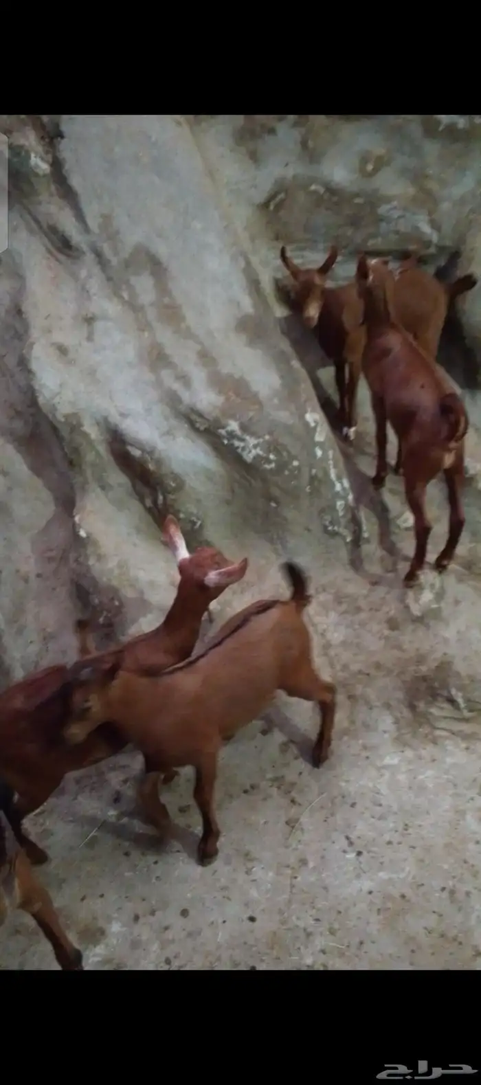 للبيع 3 تيوس و2 عنوق دهم الموقع الداير 0