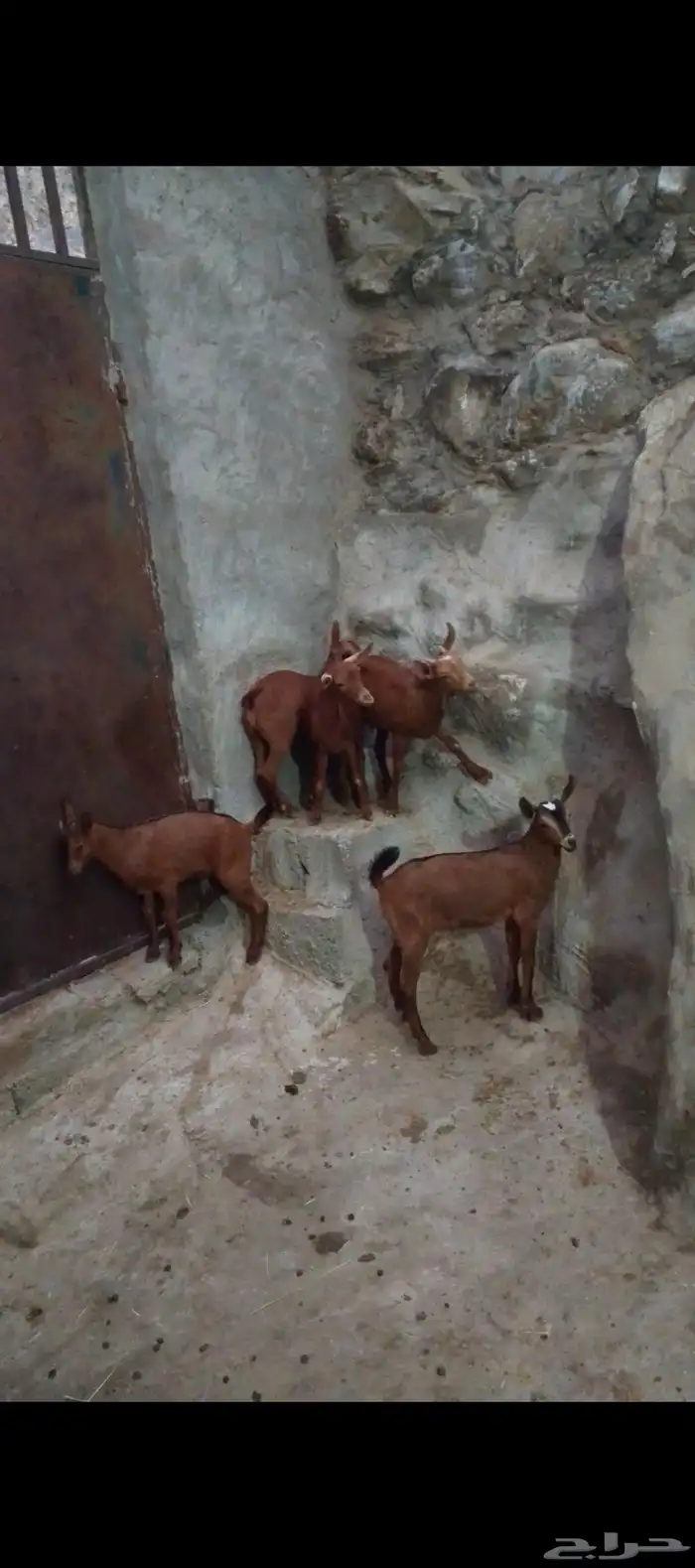 للبيع 3 تيوس و2 عنوق دهم الموقع الداير 4