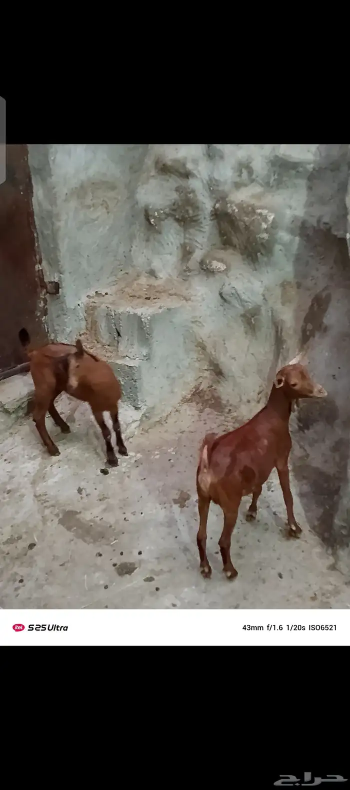 للبيع 3 تيوس و2 عنوق دهم الموقع الداير 5