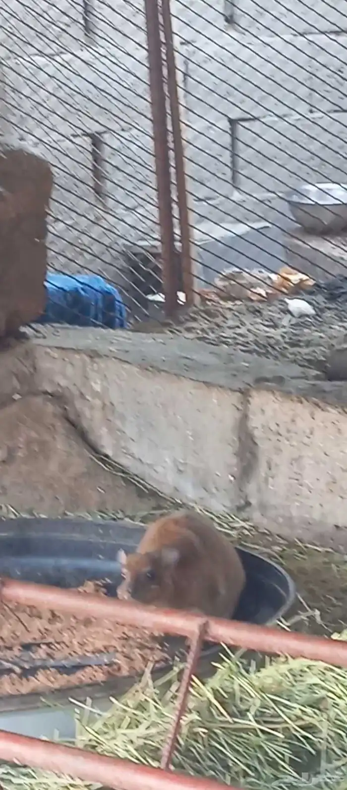 زوجين وبر الاناثي مقربات ولاده 0