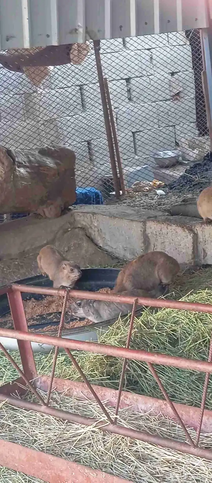 زوجين وبر الاناثي مقربات ولاده 2