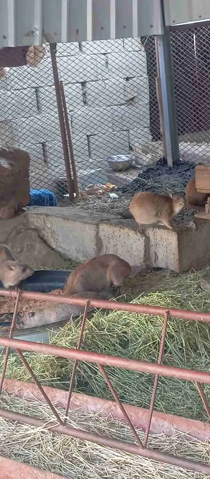 زوجين وبر الاناثي مقربات ولاده 3