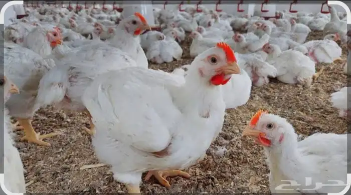 مسلخ دجاج لاحم دجاج أمهات دجاج بلدي سلخ على شرط يوجد لدينا ت 1