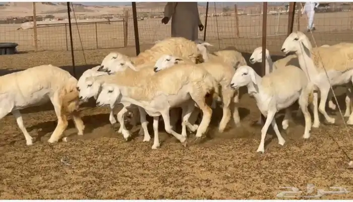 غنم حريات رخال 2