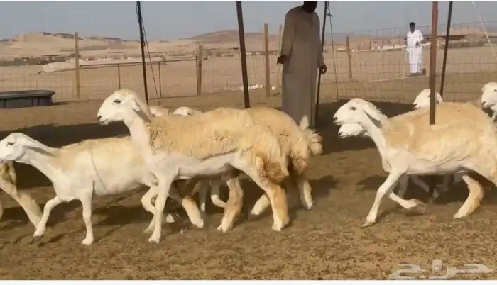 غنم حريات رخال 3