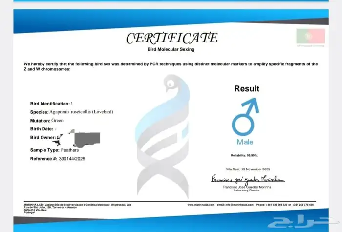 ذكر روز مع تحليل لاتينو اورنج فيس العمر 6 شهور نشبط ومغرد 6