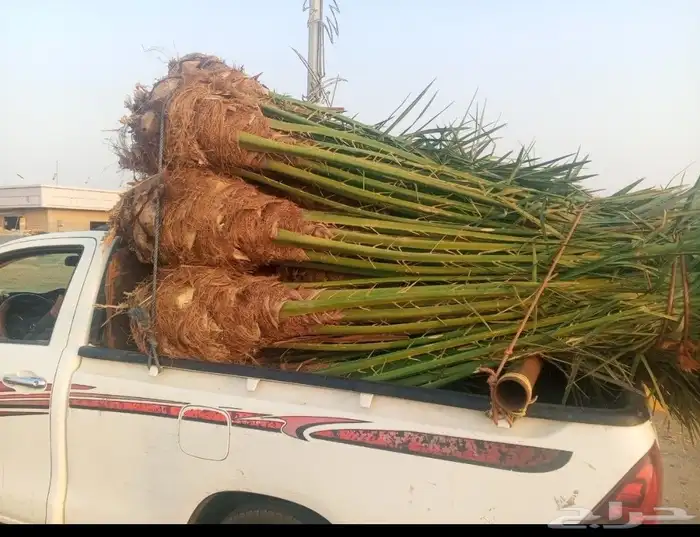 نخيل للبيع العربي والواشنطني لتواصل 2