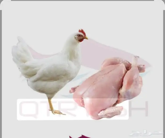 مسلخ دجاج لاحم دجاج أمهات دجاج بلدي سلخ على شرط يوجد لدينا ت 0