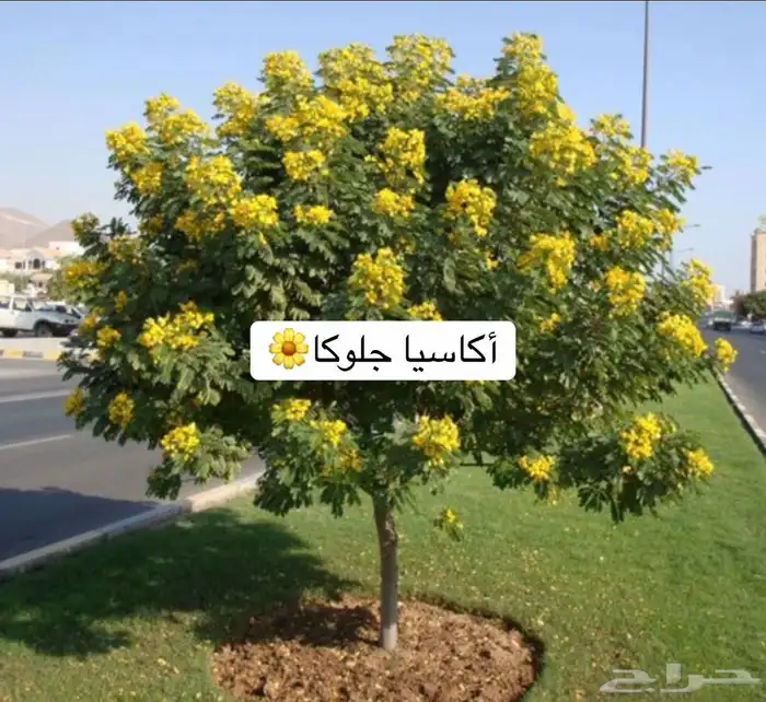 حدائق منزلية 1