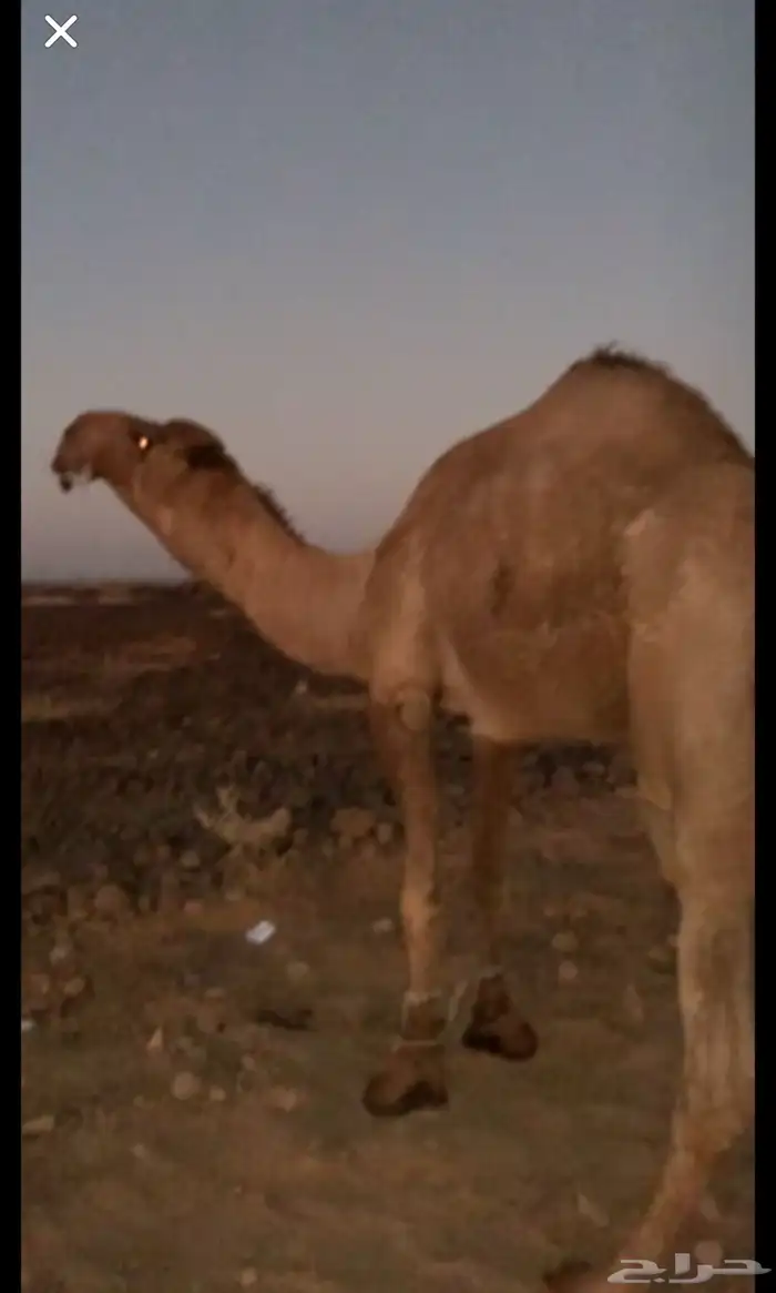 فحل بكستاني أشعل منتج 0