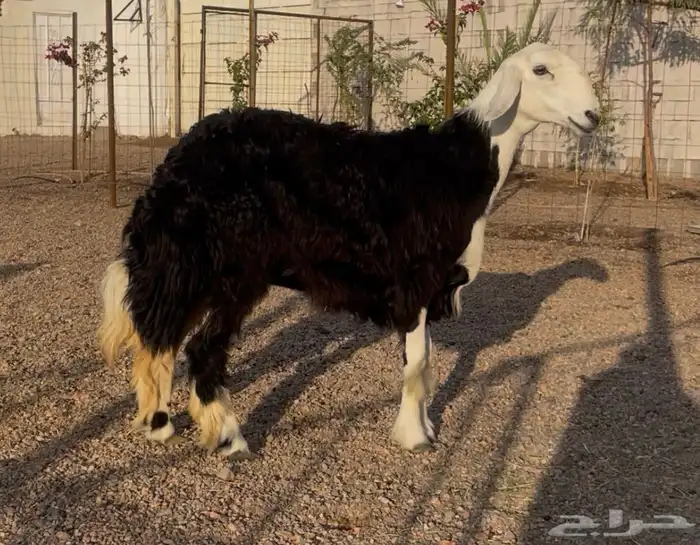 رخل جذعه دافع 0